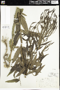 Verbena hastata image