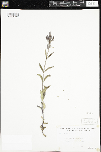 Verbena hastata image