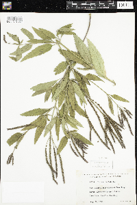 Verbena hastata image