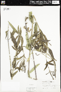 Verbena hastata image