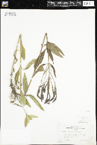 Verbena hastata image