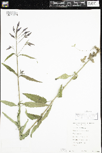 Verbena hastata image