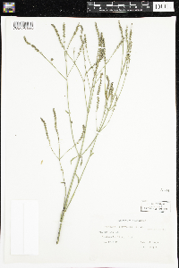 Media resource of Verbena litoralis
