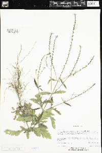 Media resource of Verbena officinalis