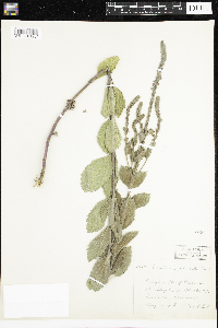 Verbena stricta image