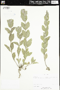 Verbena stricta image