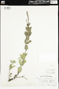 Verbena stricta image