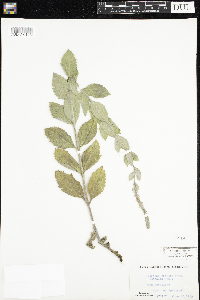 Verbena stricta image