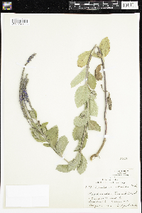 Verbena stricta image