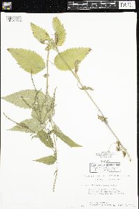 Verbena urticifolia image