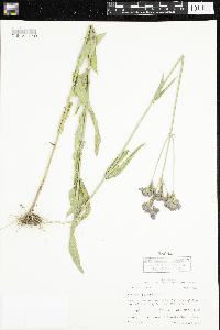 Media resource of Verbena bonariensis