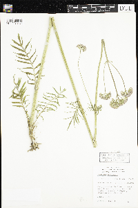 Valeriana officinalis image