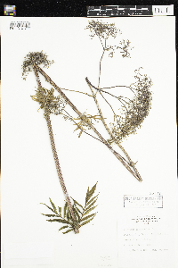 Valeriana officinalis image