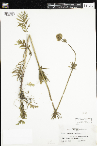 Valeriana officinalis image