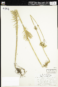 Valeriana officinalis image