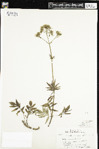 Valeriana officinalis image