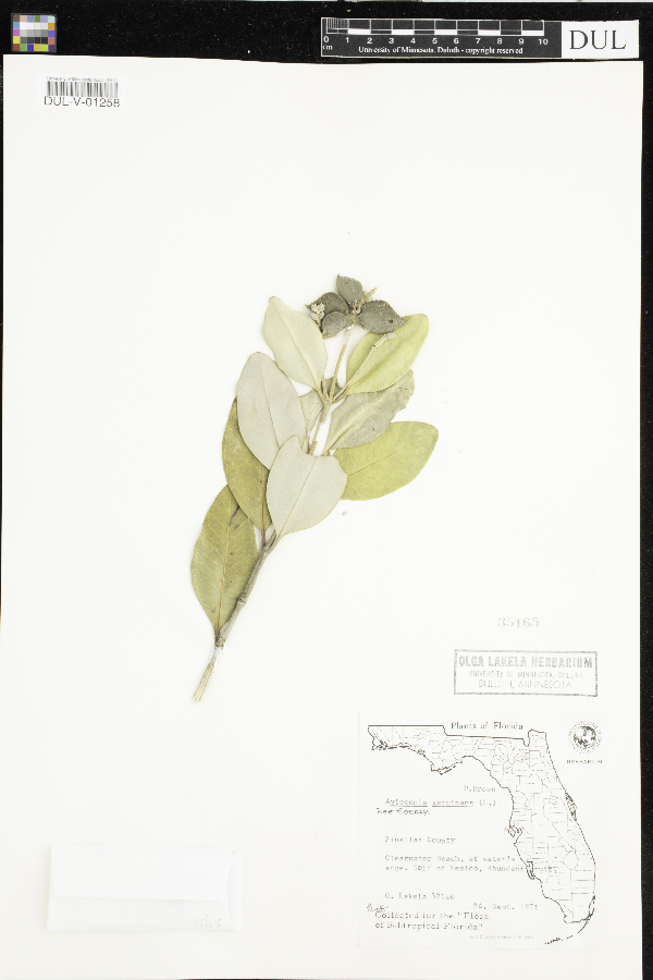 Avicennia germinans image