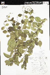 Duranta erecta image