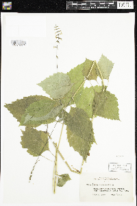 Phryma leptostachya image