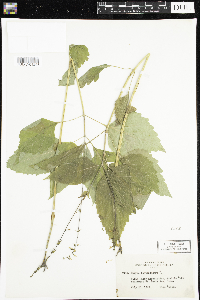 Phryma leptostachya image