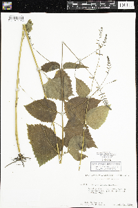 Phryma leptostachya image