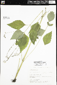 Phryma leptostachya image