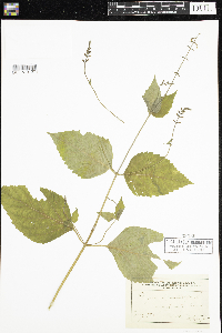 Phryma leptostachya image
