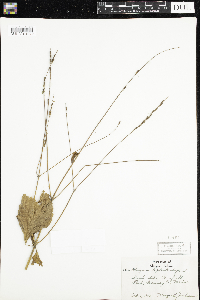 Phryma leptostachya image