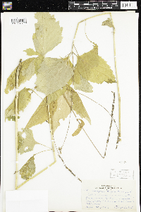 Phryma leptostachya image