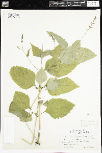 Phryma leptostachya image