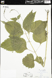 Phryma leptostachya image