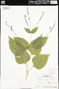 Phryma leptostachya image