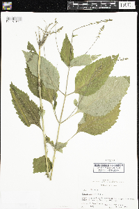 Phryma leptostachya image