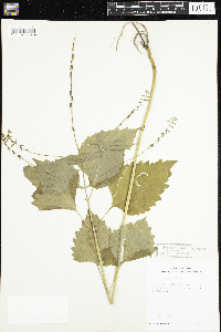 Phryma leptostachya image