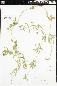 Image of Phyla cuneifolia