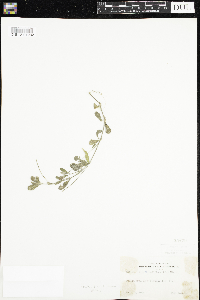 Image of Phyla nodiflora