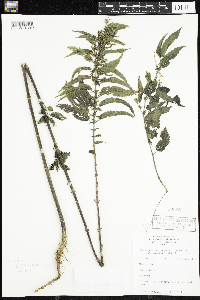 Urtica dioica image