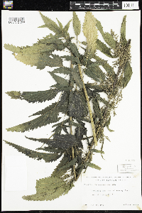 Urtica dioica image