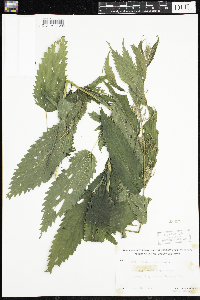 Urtica dioica image