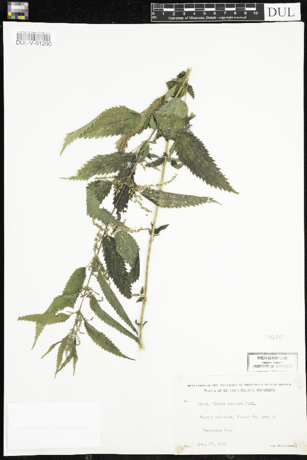 Urtica dioica subsp. gracilis image