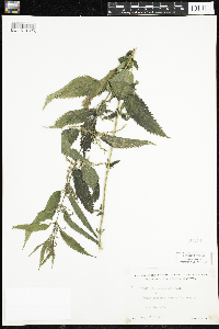 Urtica dioica image