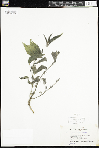 Urtica dioica image