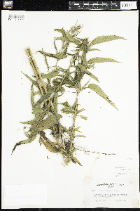 Urtica dioica image