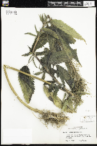 Urtica dioica image