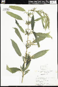 Urtica dioica image