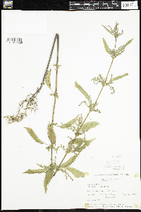 Urtica dioica image