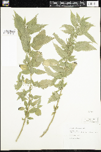 Urtica dioica image