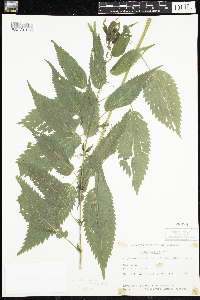 Urtica dioica image