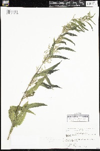 Urtica dioica image