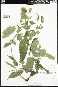 Urtica dioica image